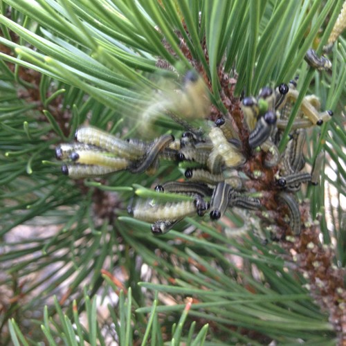 Pine sawfly larva